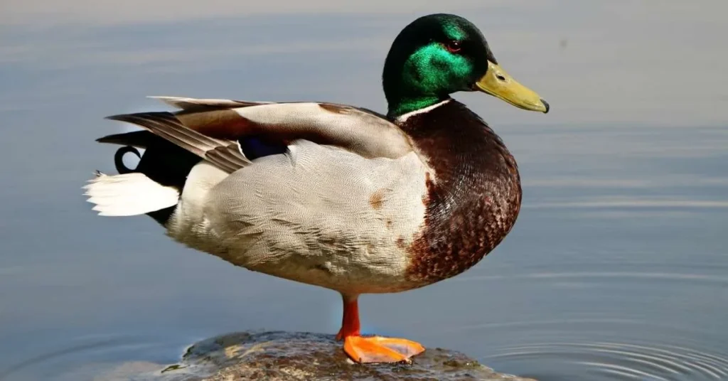 Stockente steht auf einem Stein im Wasser