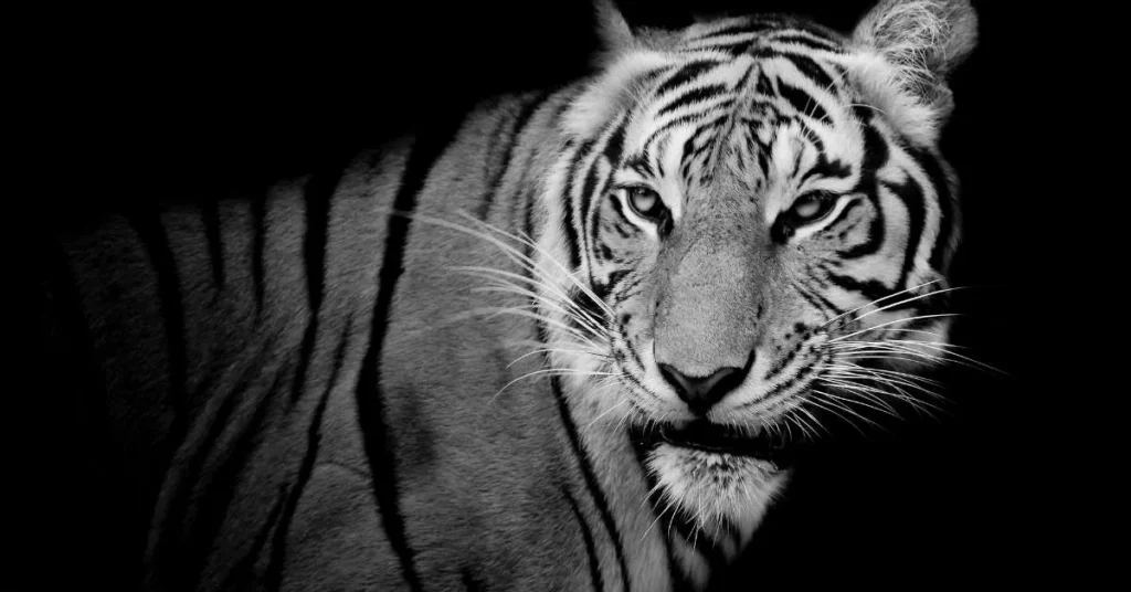 Schwarz-Weiß-Bild eines Tigers